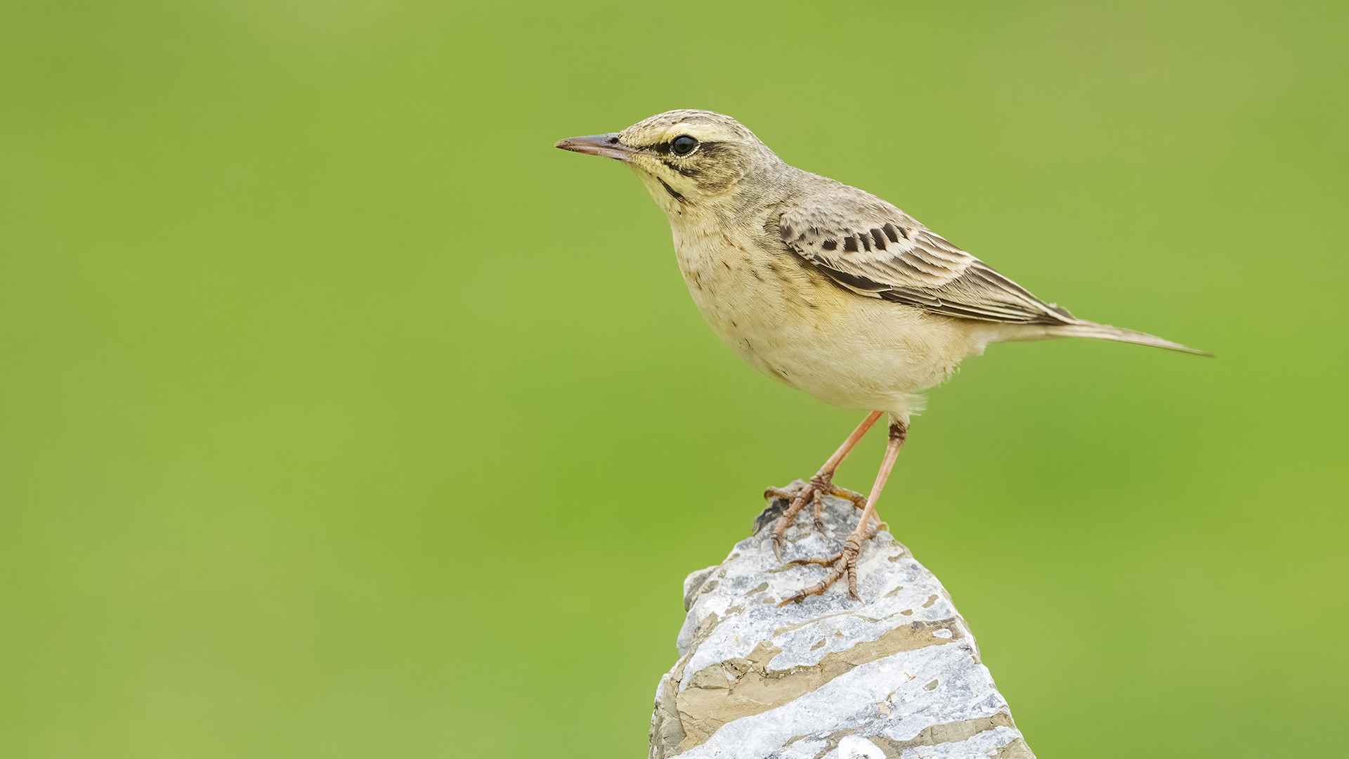 Tawny Pipit